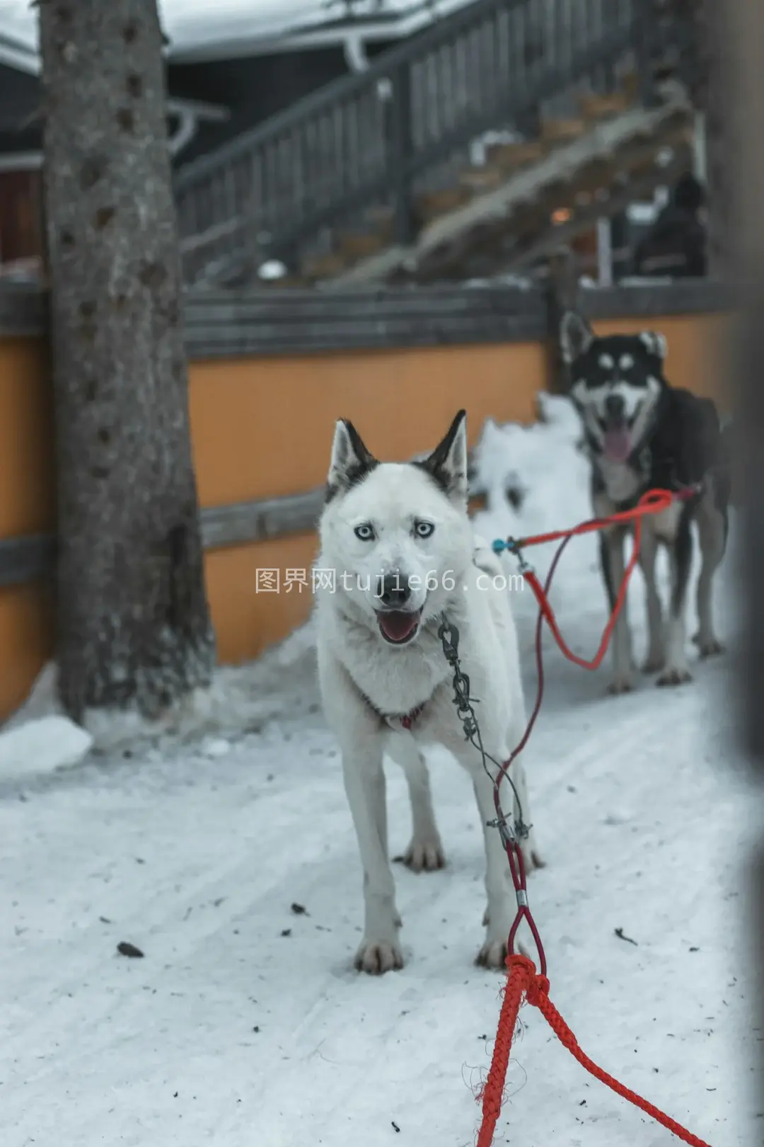 黑白哈士奇雪地映日辉图片