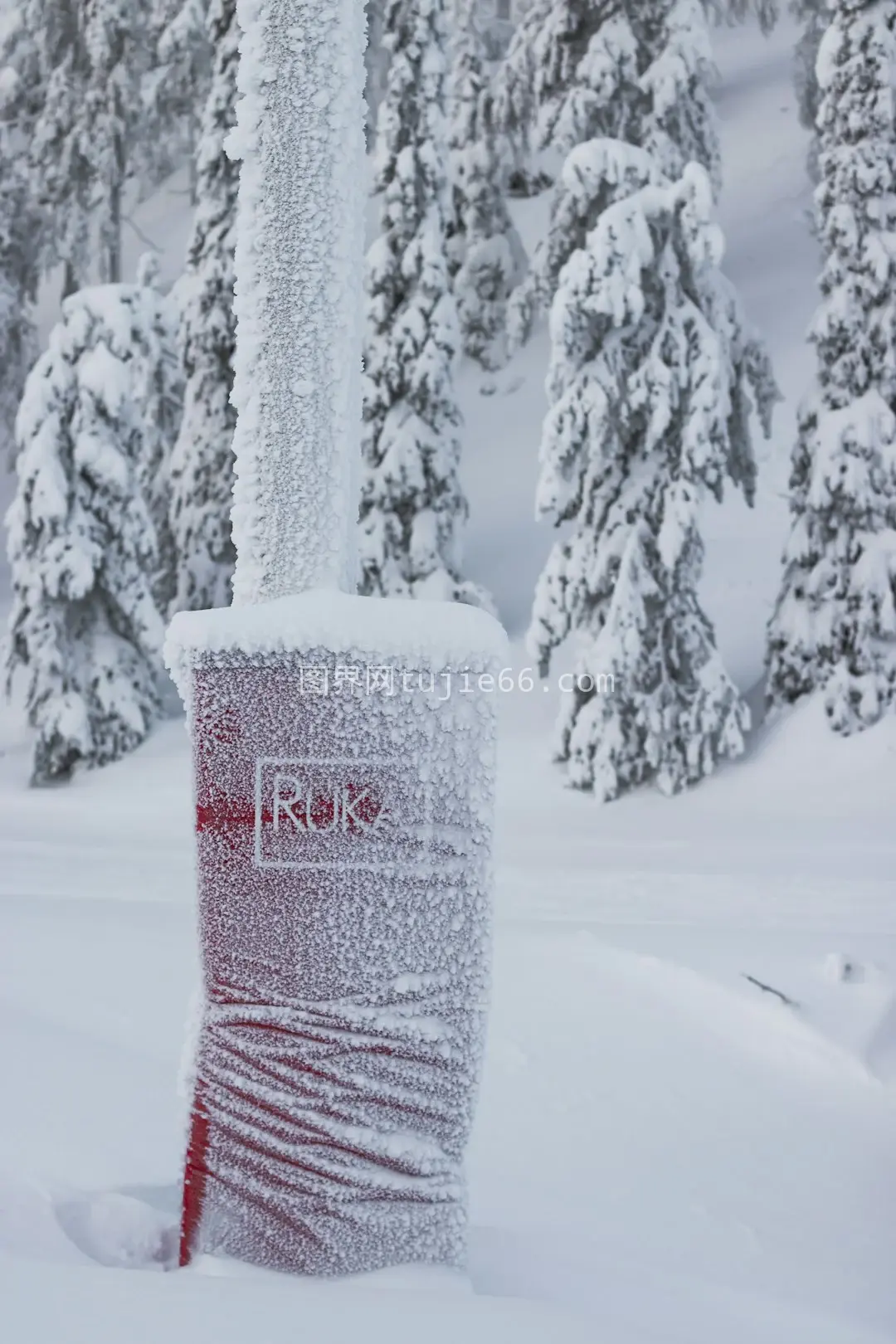 白雪覆盖松树美景图片