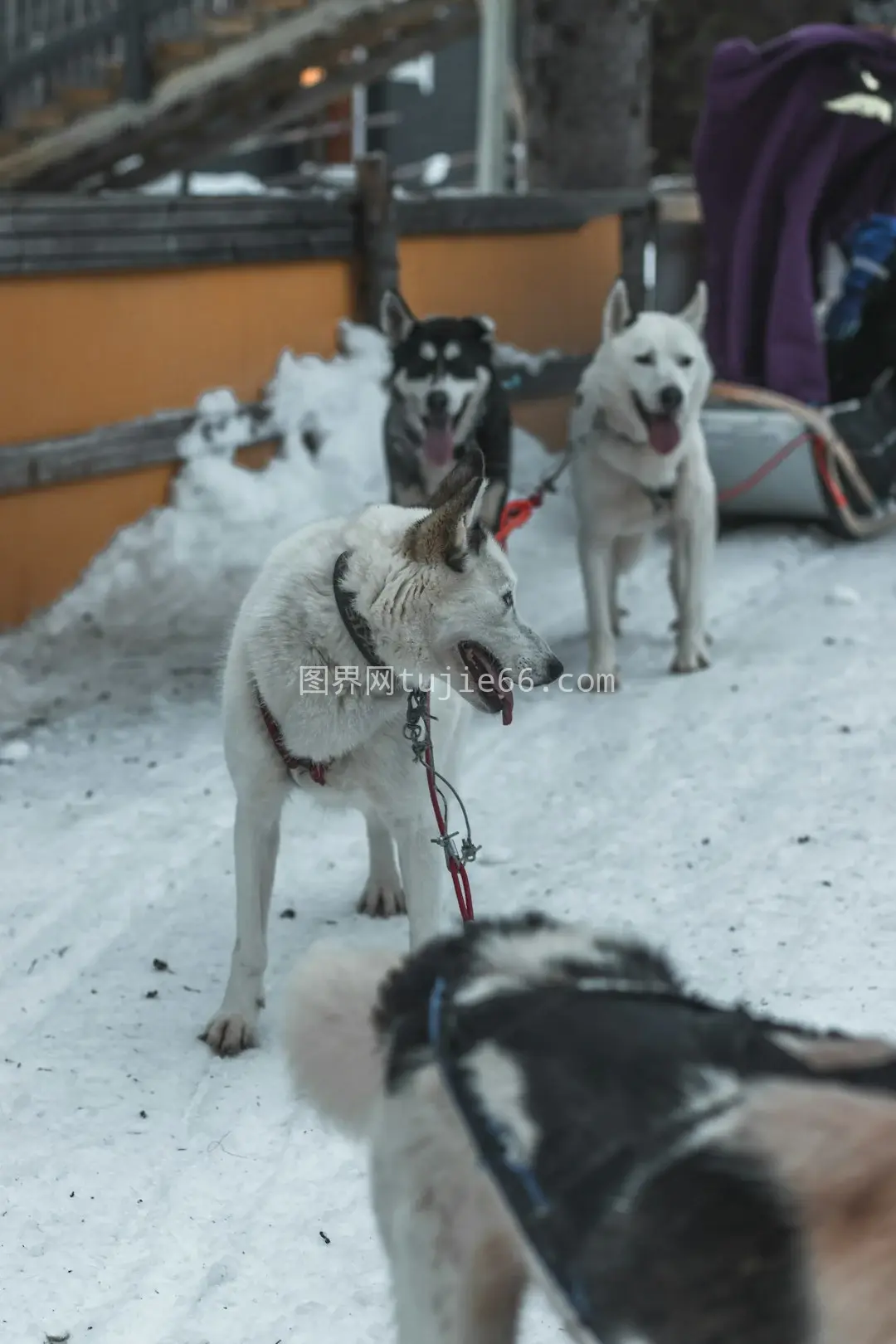 雪地黑白哈士奇白日映像图片