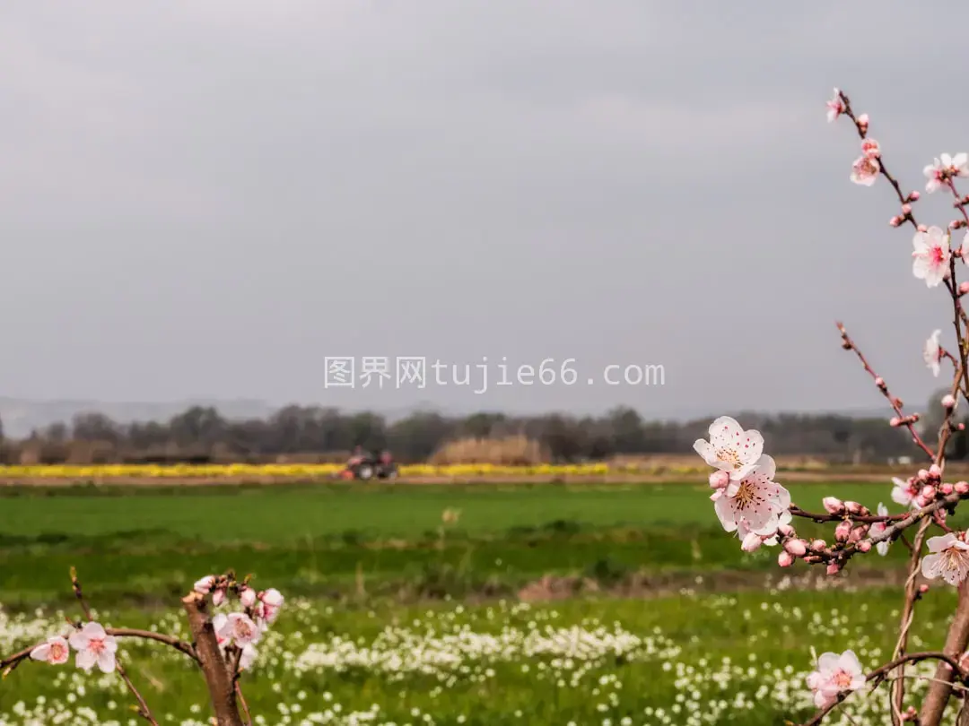 白天绿草间白花盛开图片