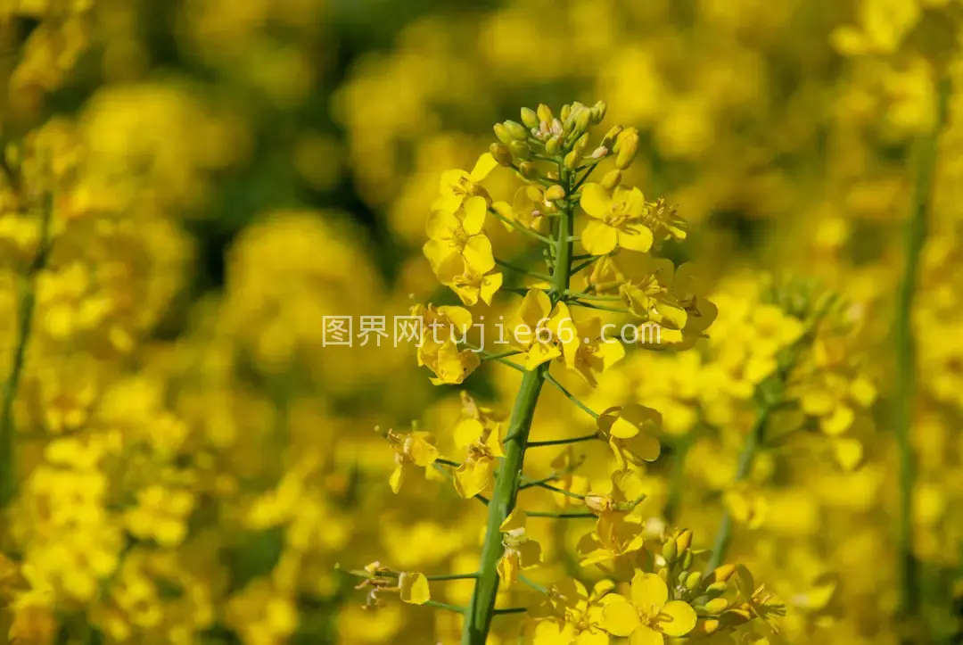 白天黄色花田美景图片