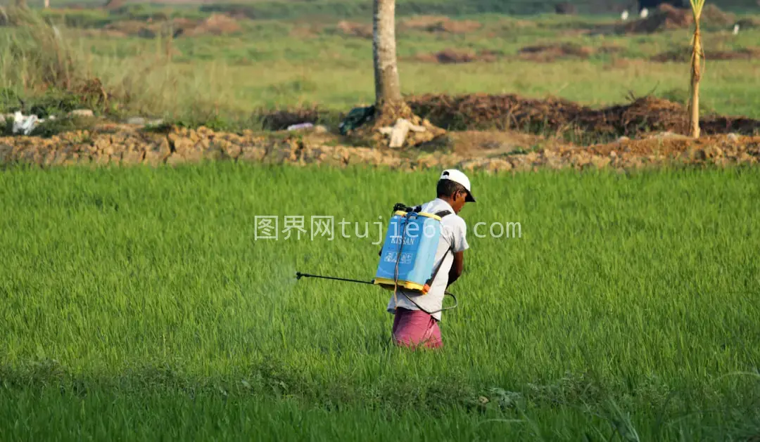 绿草地上背包男子行走图片