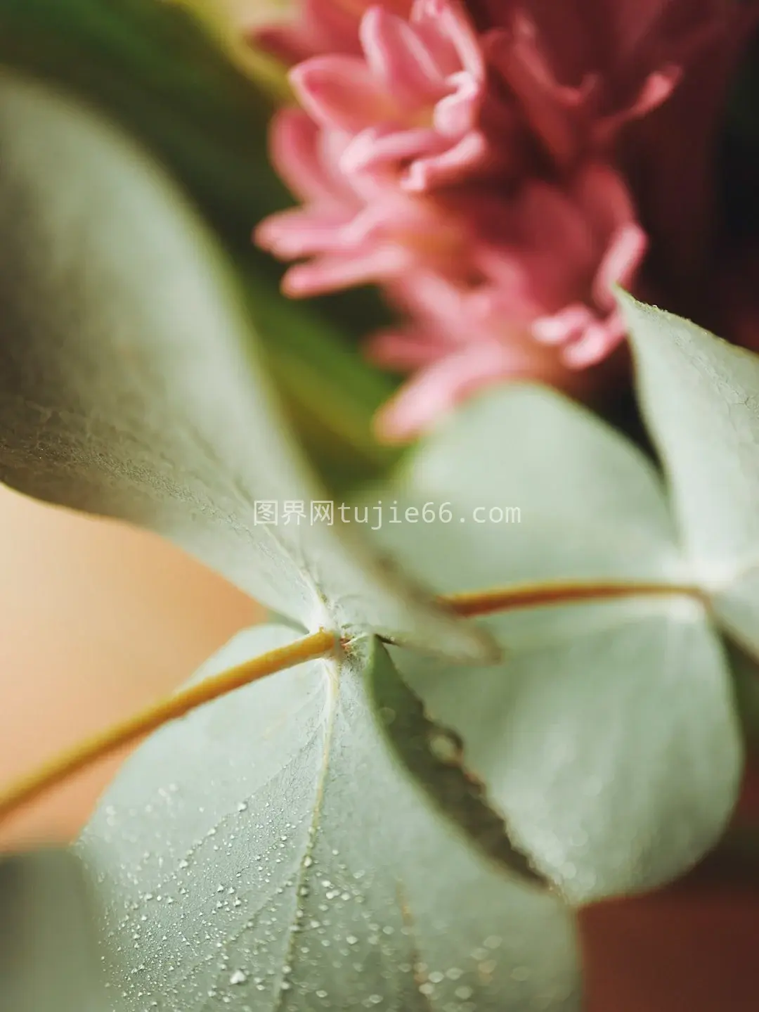 特写花朵水珠美照图片