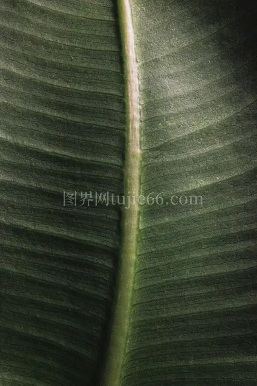 大绿叶特写拍摄瞬间