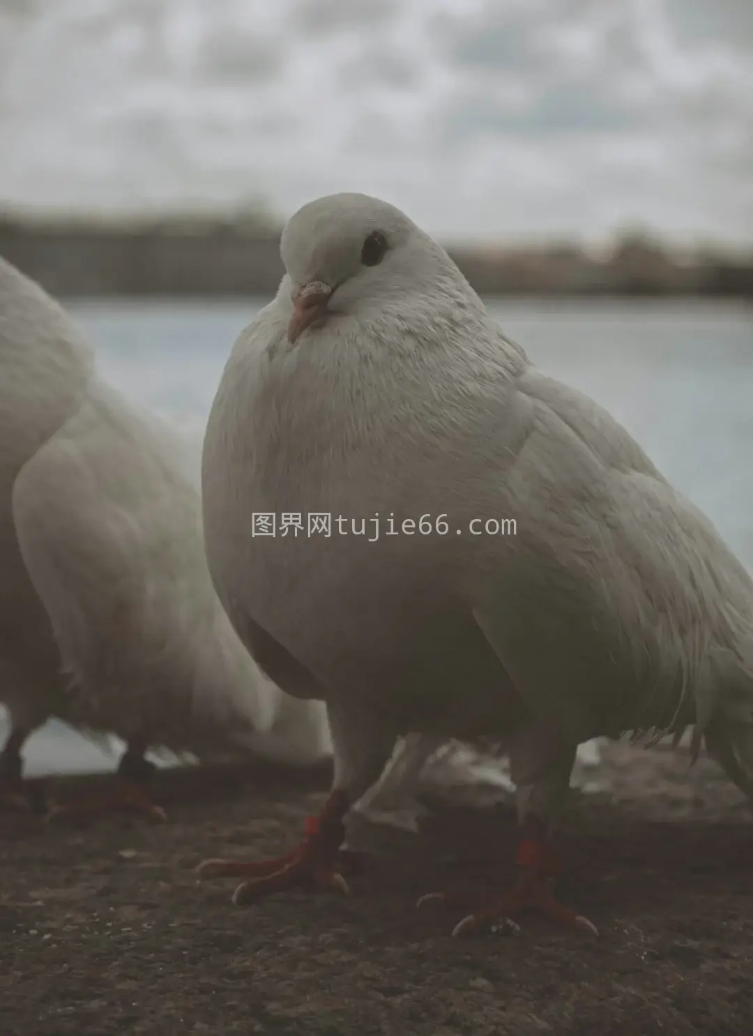 白鸟水体畔景致图片