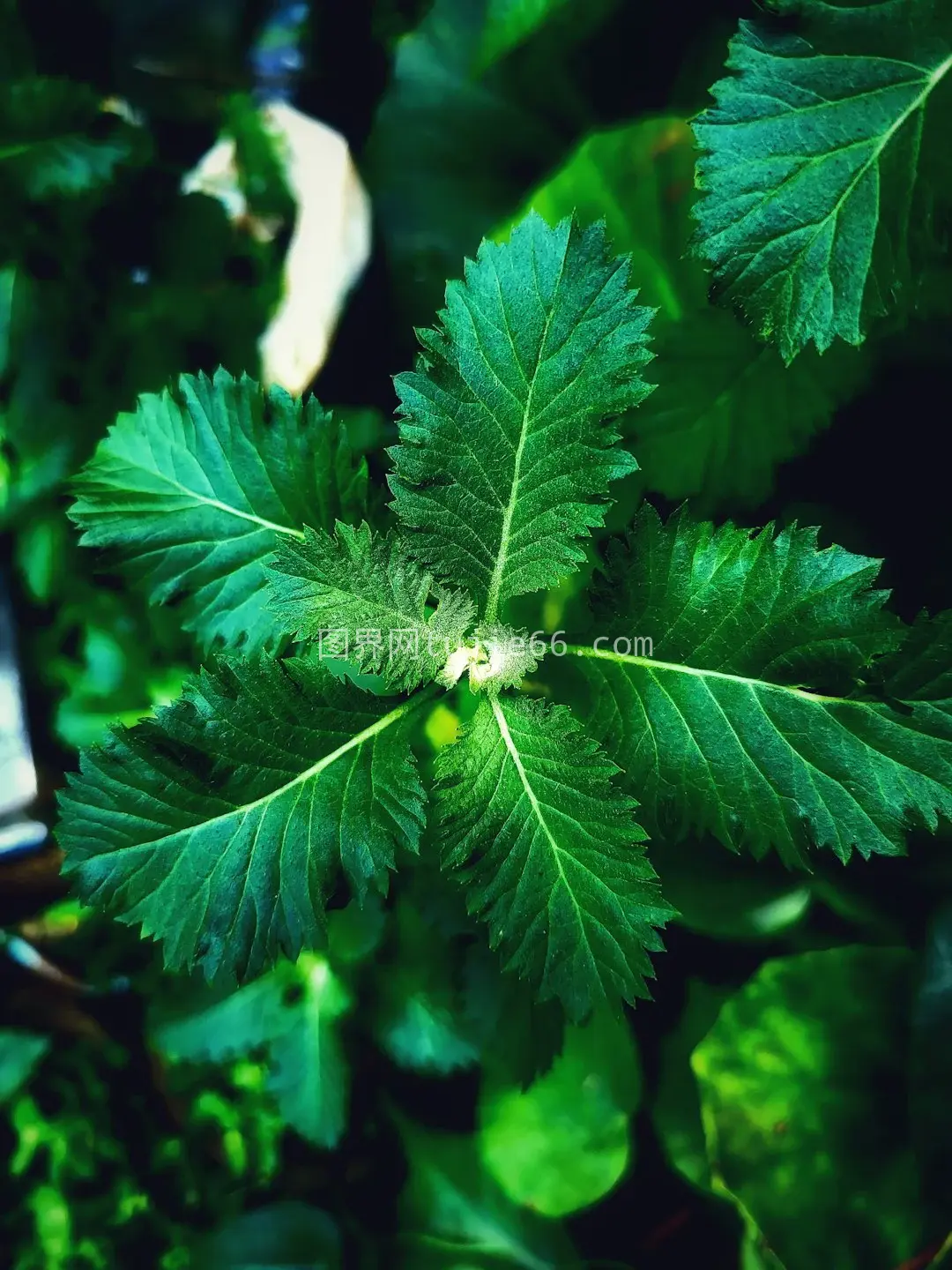 绿色叶状植物特写镜头图片