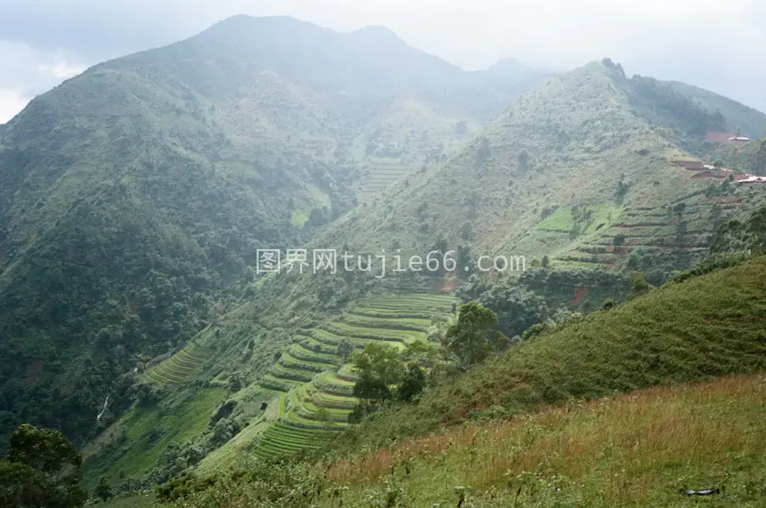 绿意盎然山坡草地覆盖图片