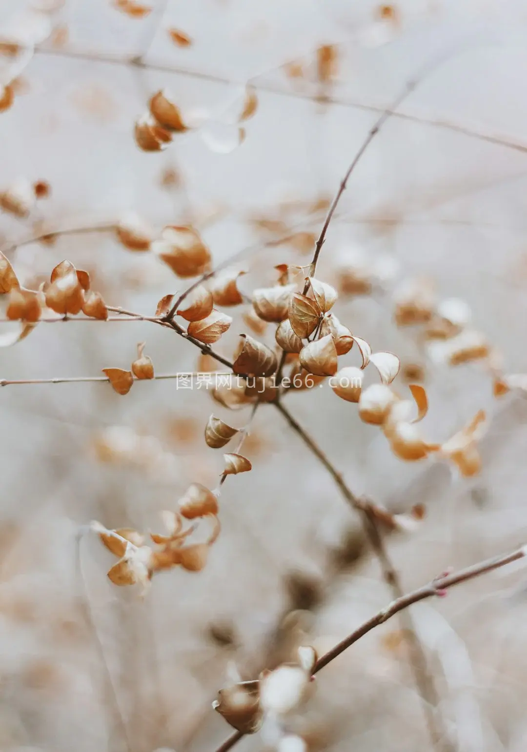 特写植物白花图片