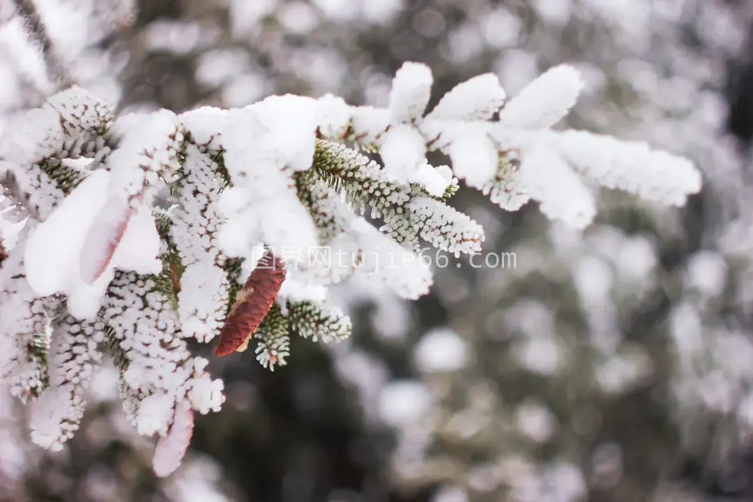 白雪覆盖棕色树枝画卷图片