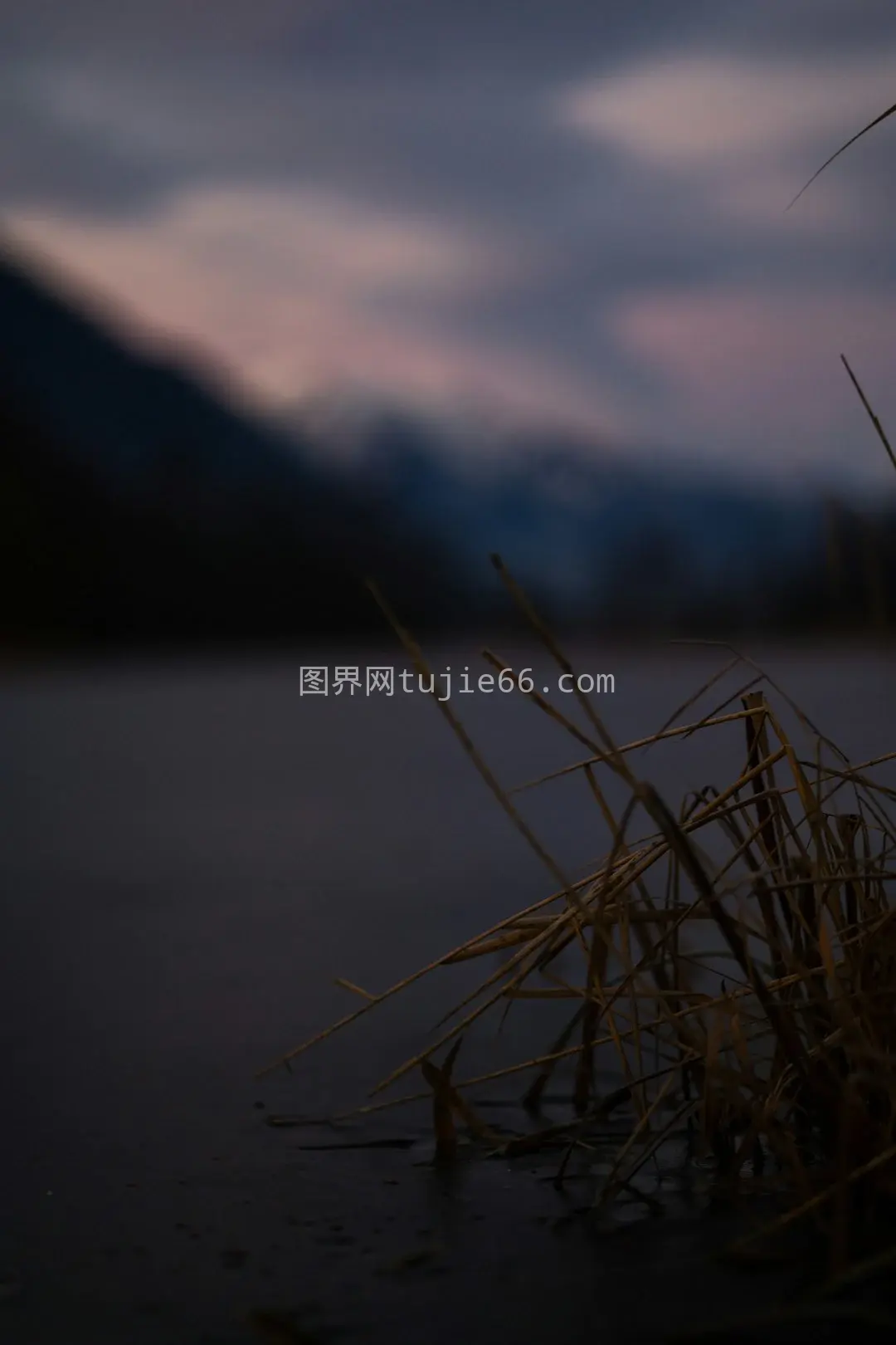 水面静卧茂密草地图片