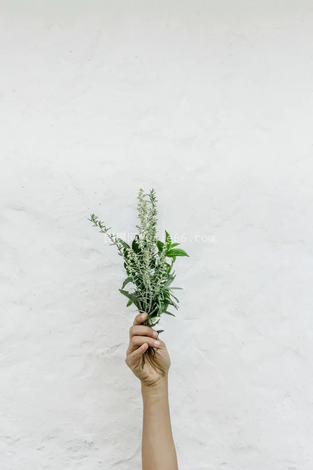 人物手持翠绿植物图片