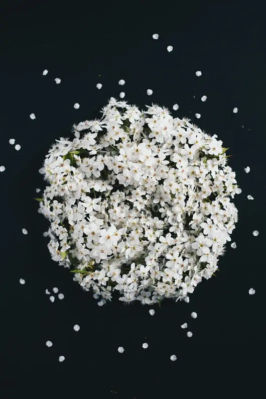 纯白花束美学呈现