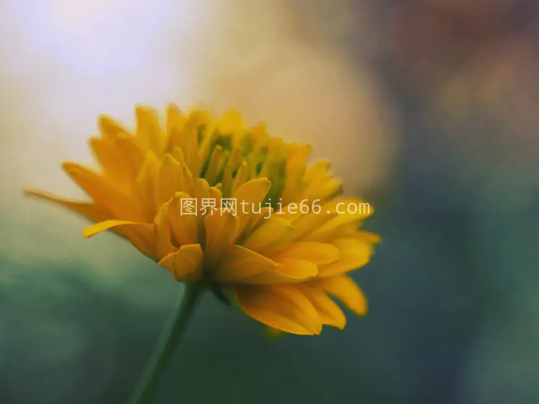 特写黄色花瓣花朵浅景深摄影图片