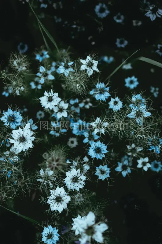 白色花瓣绿色叶子花卉图