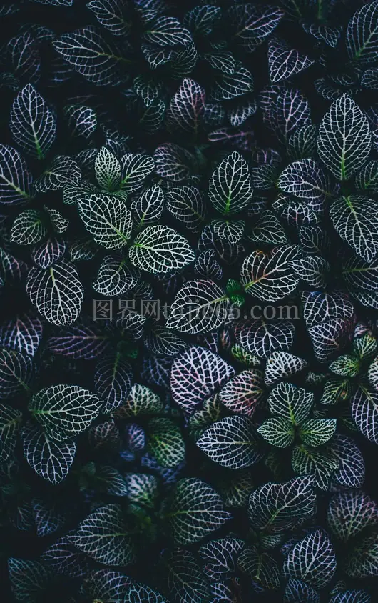 绿蓝叶植物映衬美