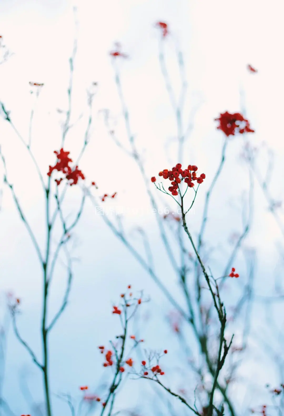 红花植物特写摄影作品图片