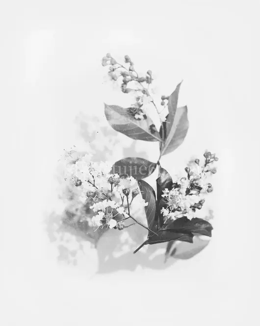花卉灰色摄影作品集萃