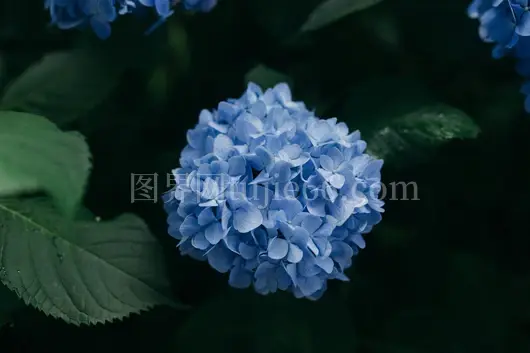蓝色花朵集群美图展示