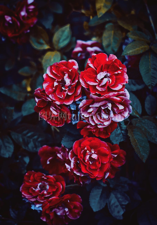 特写花园玫瑰绿叶