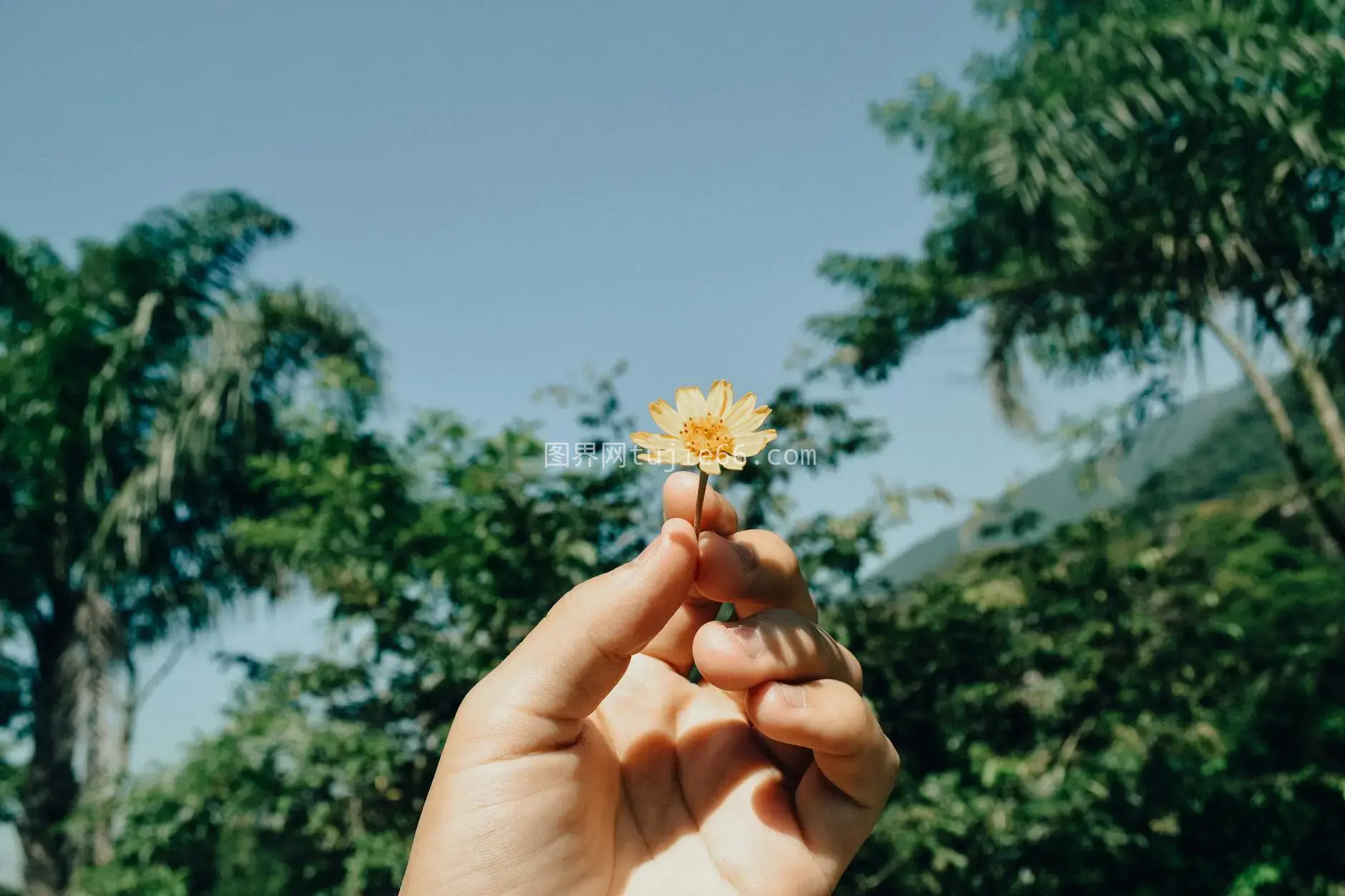 手握黄花映蓝天绿意浓图片