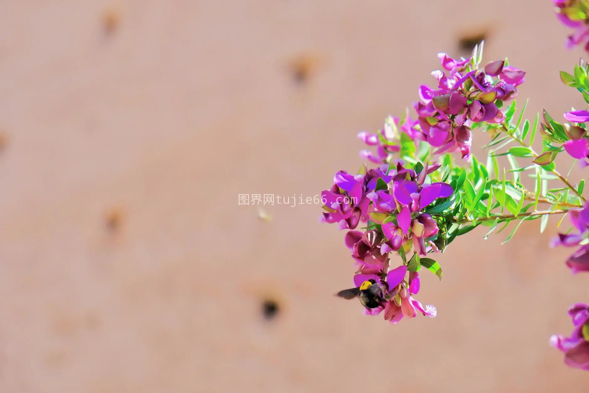 蜜蜂马拉喀什授粉紫色花图片