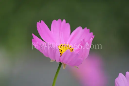 特写粉红向日葵盛开模糊背景