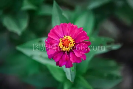 粉红向日葵特写绿叶映衬自然美