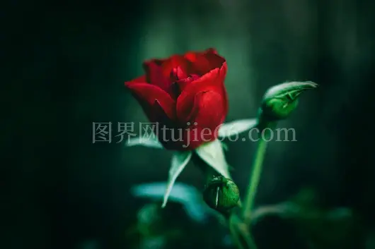 红玫瑰特写绿叶映衬暗背景