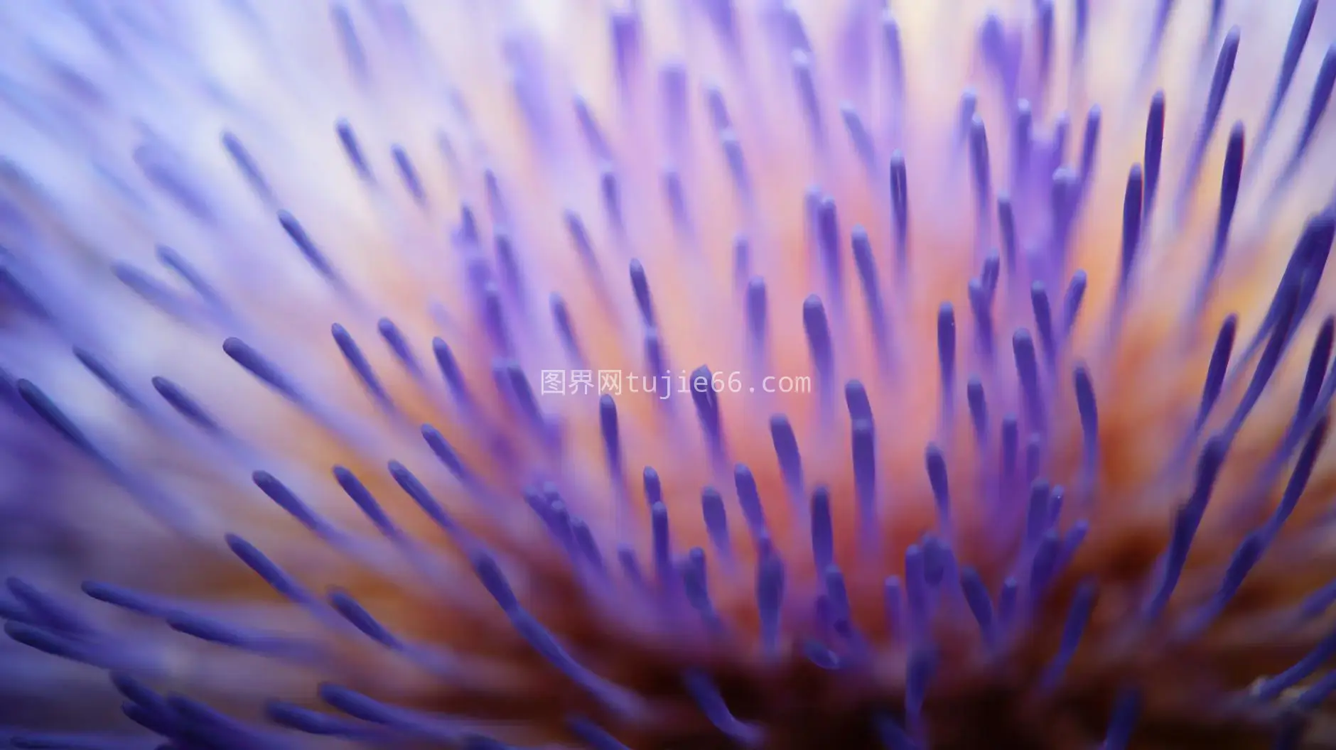 紫色橙色花朵特写花药细节图片