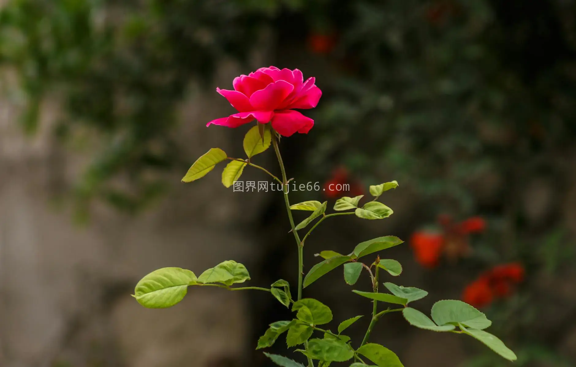 单朵玫瑰绿叶宁静花园特写图片