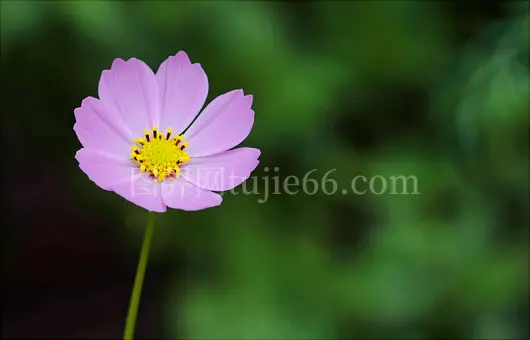 特写粉红向日葵模糊背景细腻花瓣黄色中心