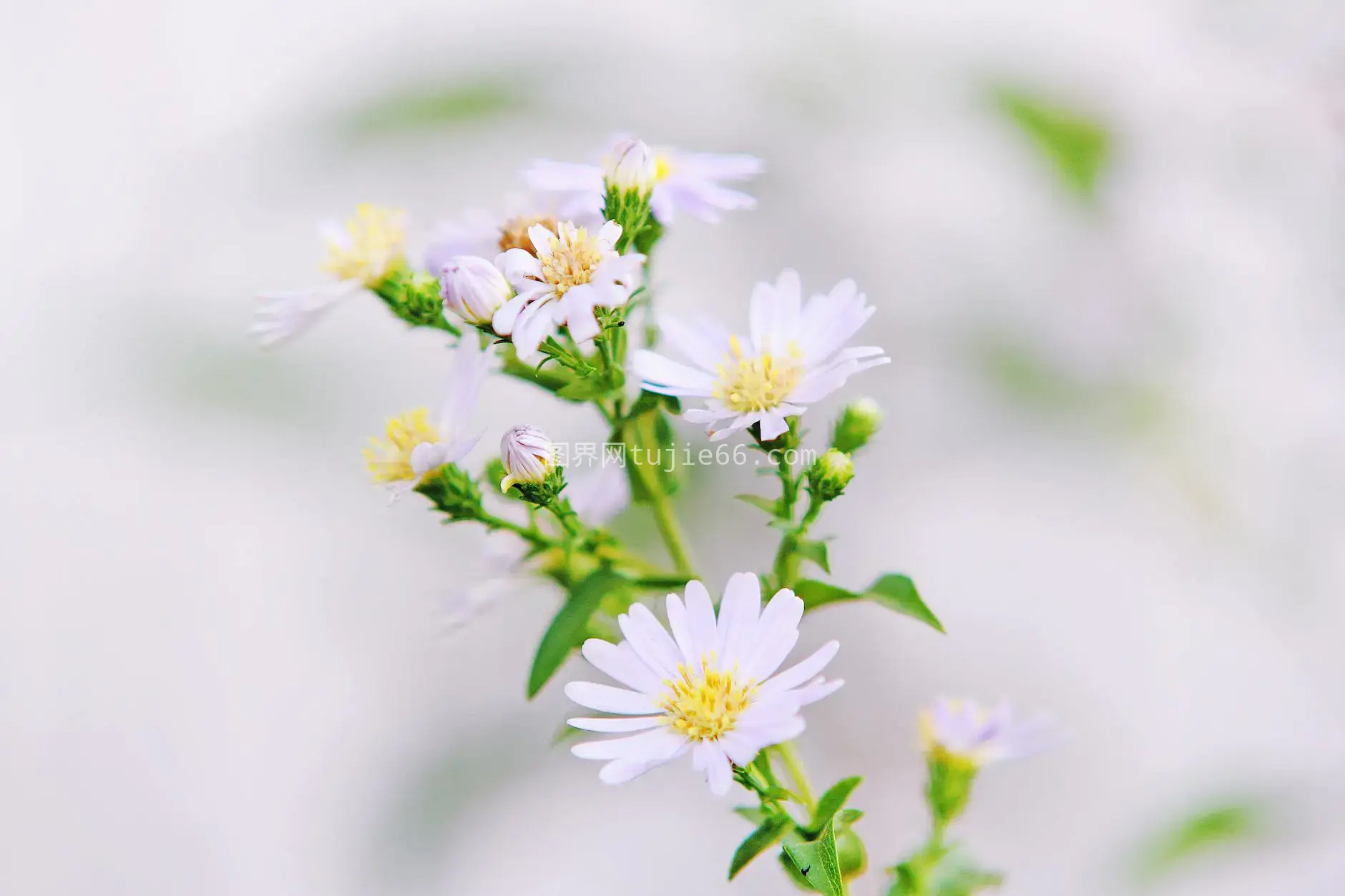 粉色调紫菀花盛开柔焦美图片