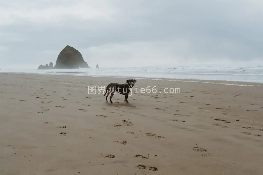 沙滩狗站立瞬间图片