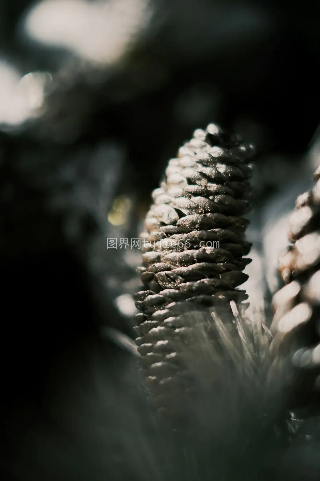 灰色植物特写摄影技巧解析图片