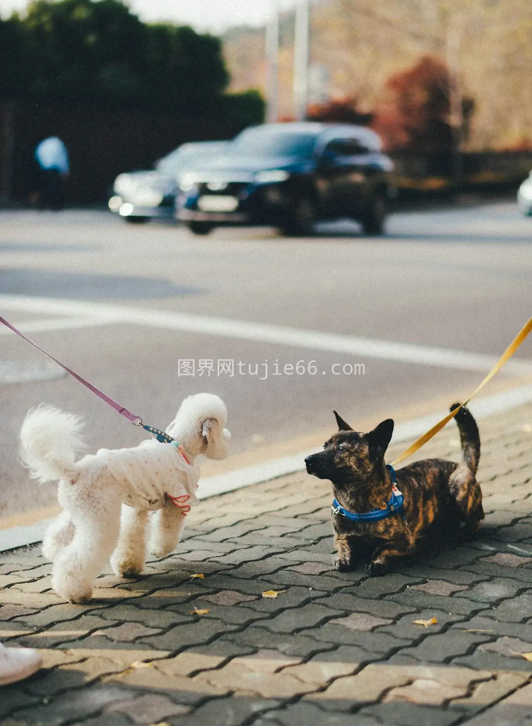 棕色黑犬与白长毛犬共现灰地图片