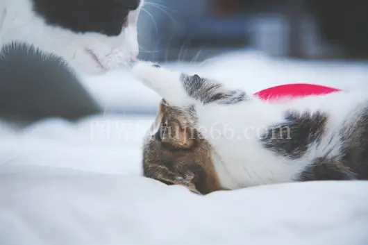 小猫调皮戳猫咪鼻子