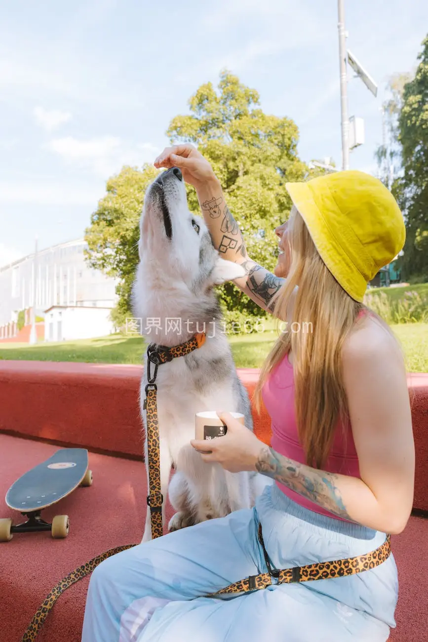 纹身女子喂雪橇犬阳光中戴黄帽图片