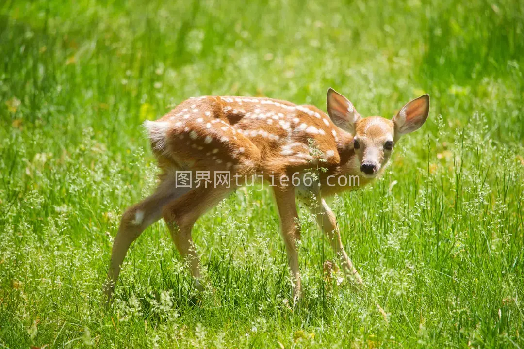 白天绿草地上黑白鹿景致图片