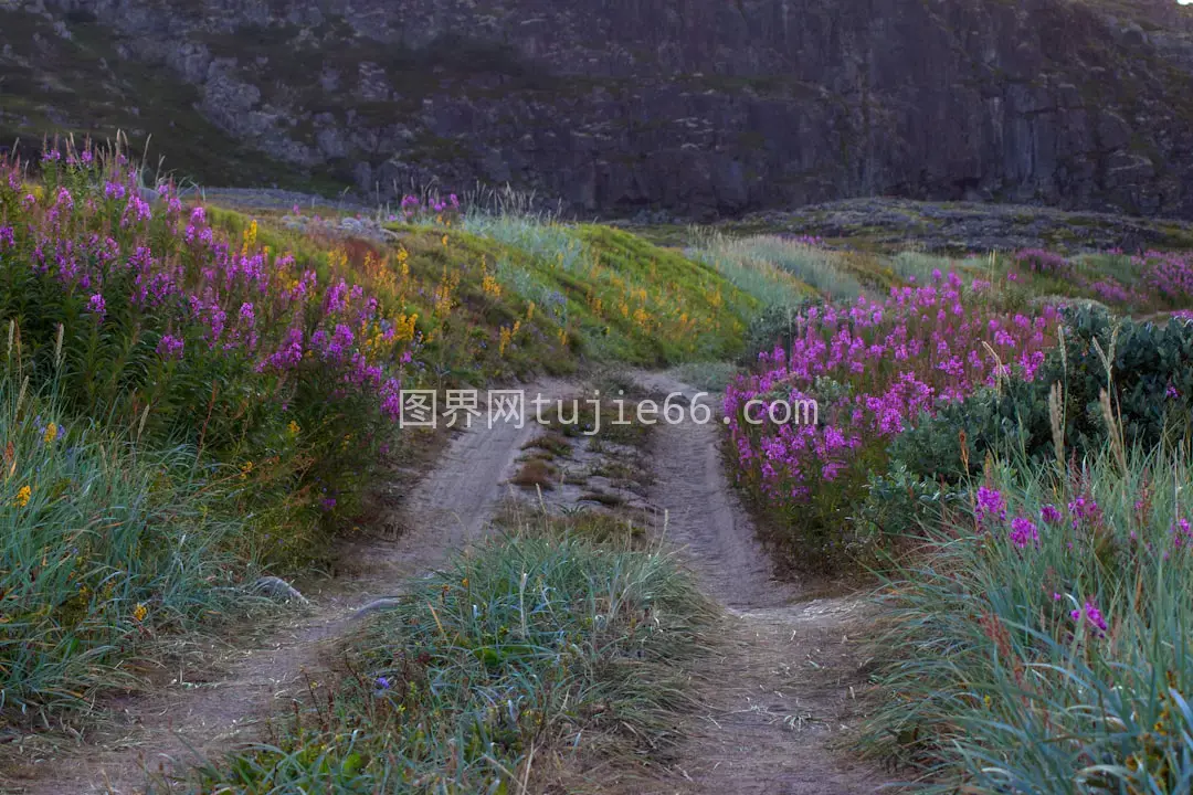 山间野花环绕小路风景图图片