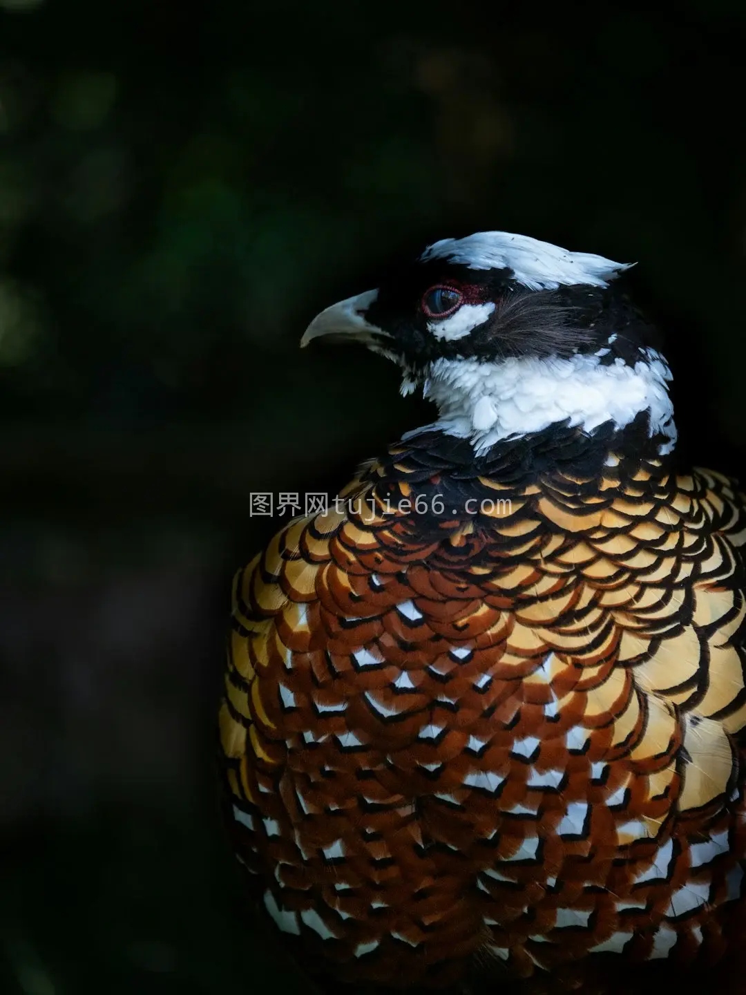 树杈上鸟儿特写映入眼帘图片