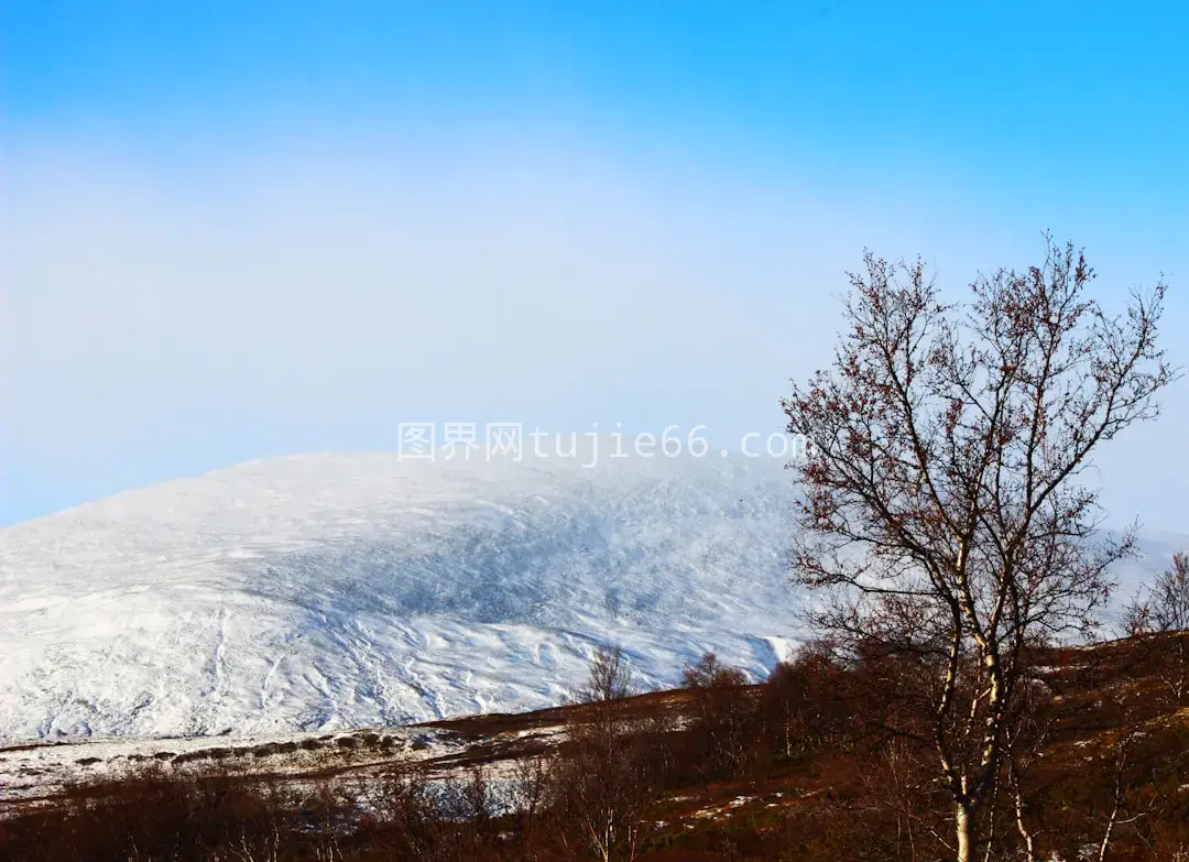 雪峰树影映前景图片