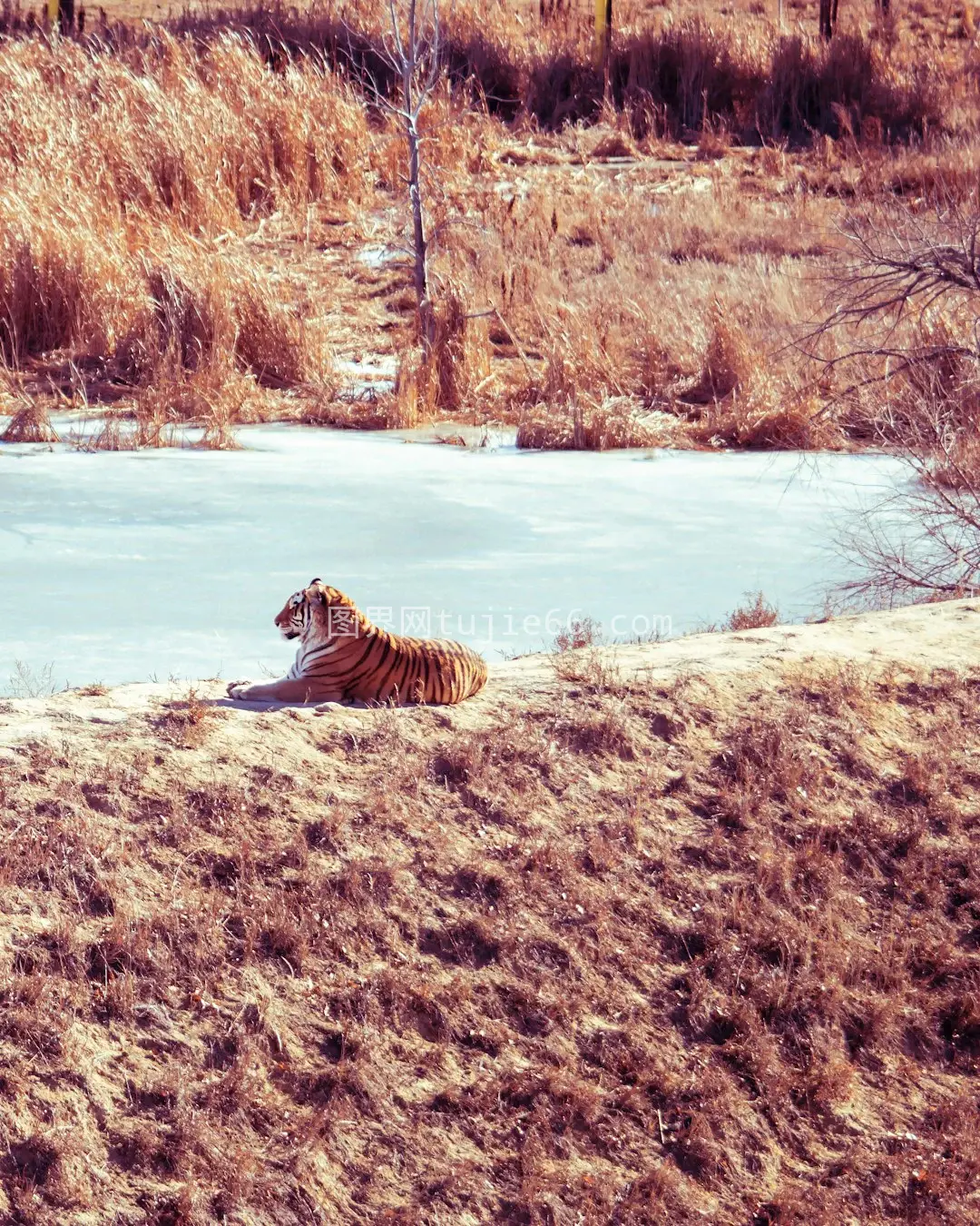 水边老虎悠闲躺卧图片