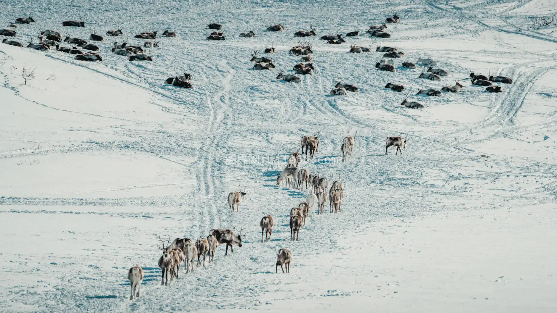 挪威雪地驯鹿北极迁徙图片