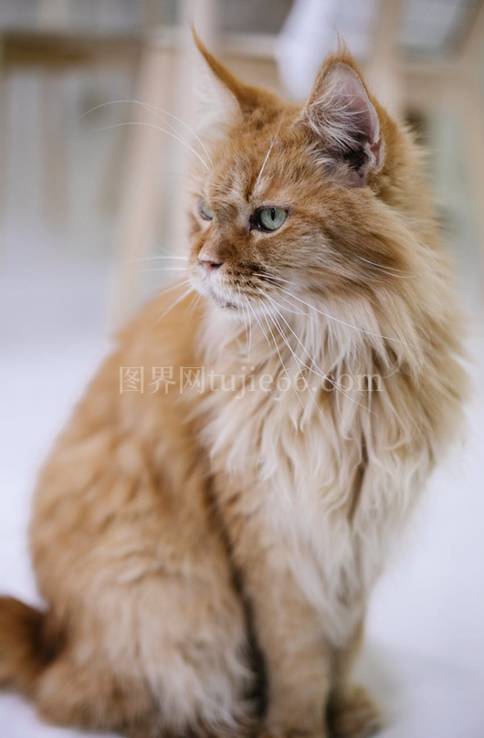 专注蓝眼棕猫地板凝望模糊背景