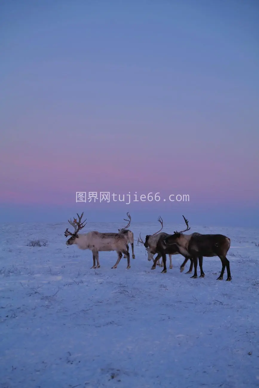 冬日黄昏驯鹿群雪地宁静景致图片