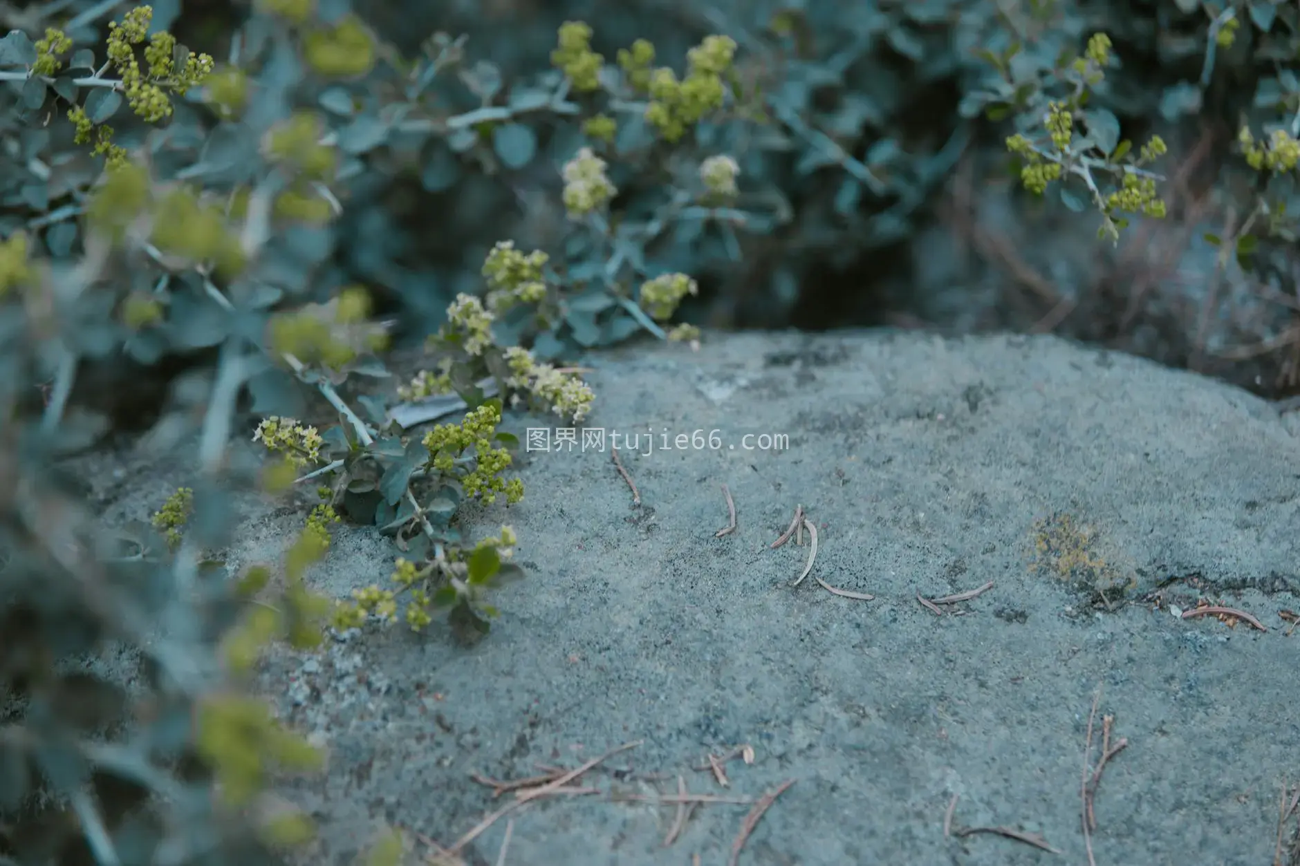 岩石榛子植物特写自然景致图片