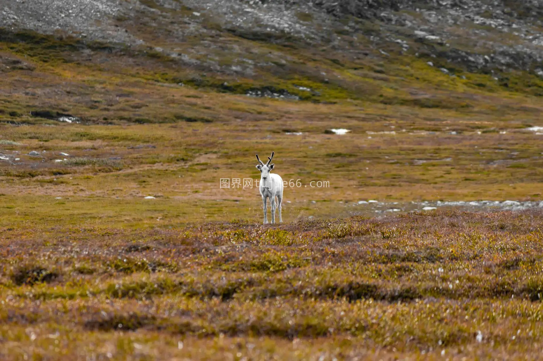 秋苔原驯鹿静谧景图片