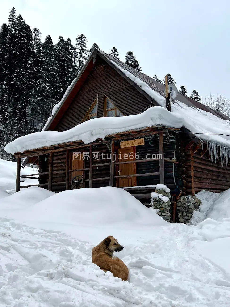 俄罗斯Dombay雪中木屋休憩犬图片