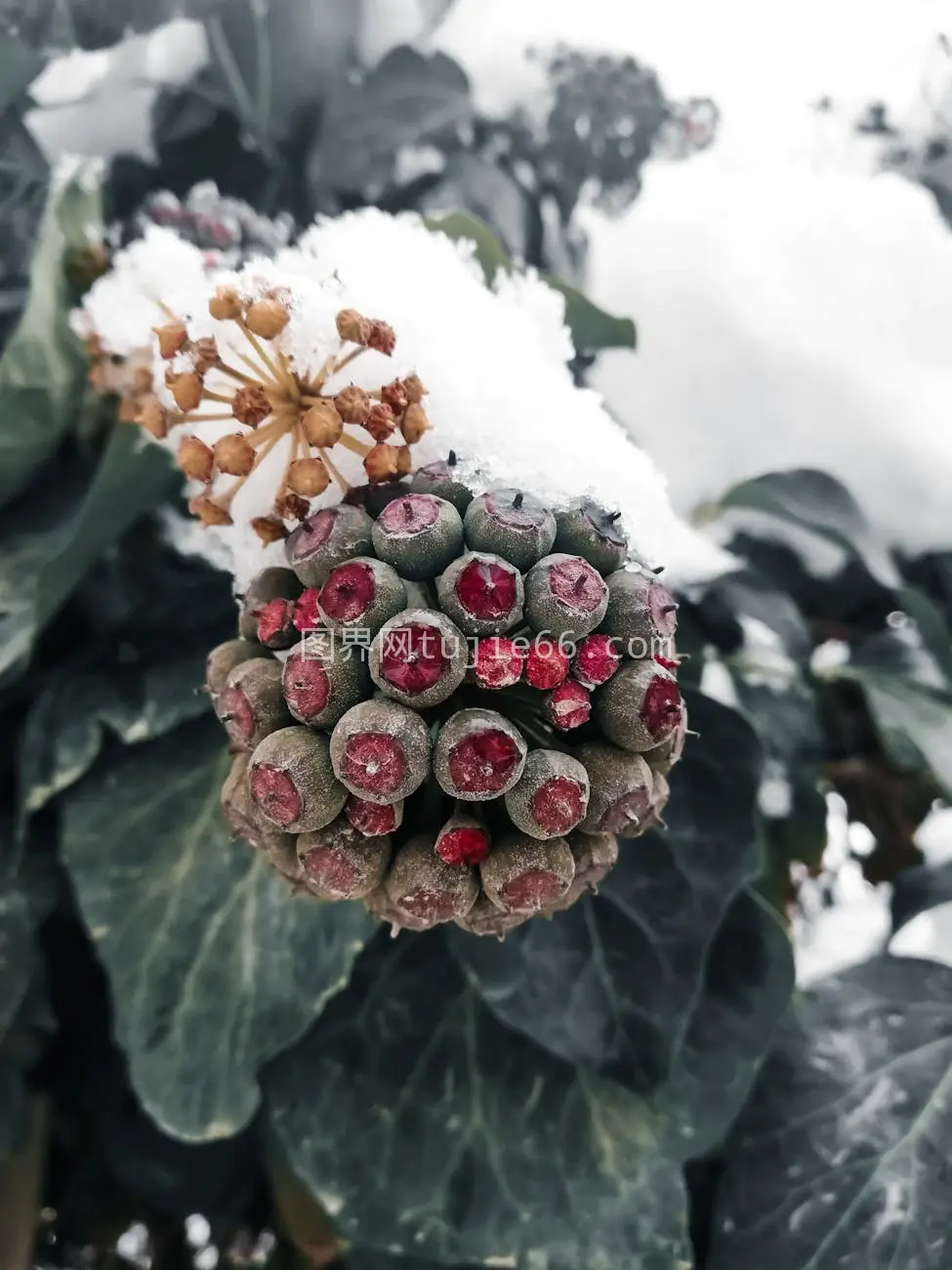 冬季莓果雪绿叶特写季设图片