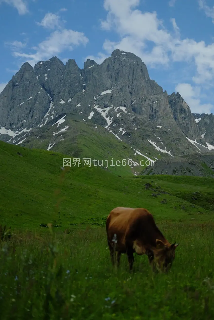 宁静山谷牛悠闲食草蓝天映衬图片